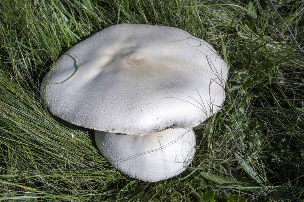 Yağmurdan sonra şaşırtan manzara: Böylesi görülmedi! 40 cm çapında, köylüler bile hayrete düştü 9